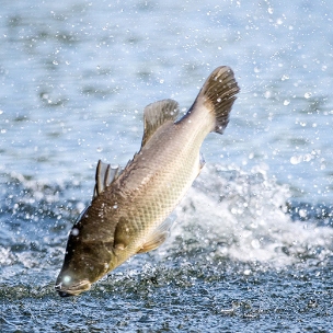 River Stone Aquaculture Innovations Pty Ltd logo